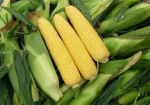玉米尽量少吃最好不吃为什么 玉米为什么不能长期单一食用