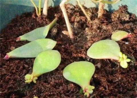 玉树枝条剪下来几天可以扦插 玉树扦插需要晾几天