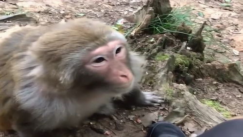 猴子能养出感情吗 猴子能听懂人话吗
