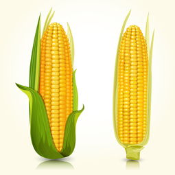 玉米8月中旬种的可以吗 8月中旬种玉米晚不晚