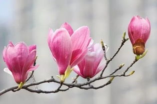 玉兰花的诗句 李白 十首著名的玉兰花诗