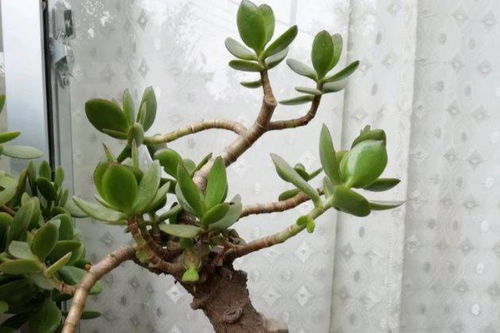 玉树喜水还是耐旱 玉树夏天浇水的正确方法