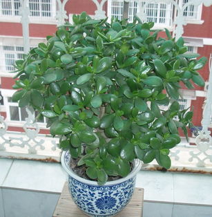 玉树夏天高温怎么养 玉树夏天放室内还是室外