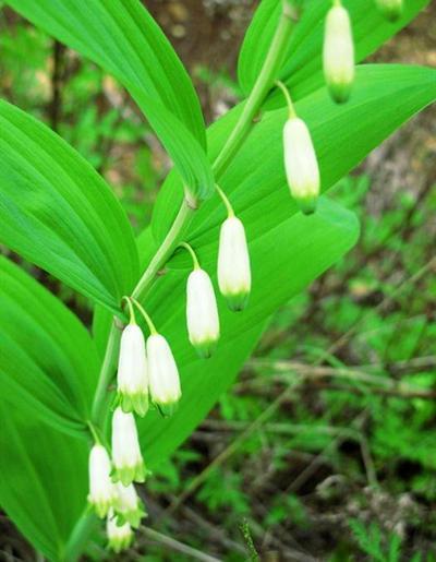 玉竹长什么样子 玉竹的形态特点