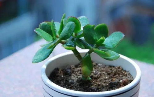 玉树泡水里多久生根 玉树剪下来可以直接水培