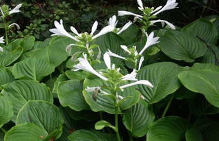 玉簪花可以泡水喝吗 玉簪花的危害有多大