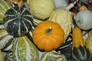 玉米属于蔬菜还是水果类 南瓜属于蔬菜还是水果类