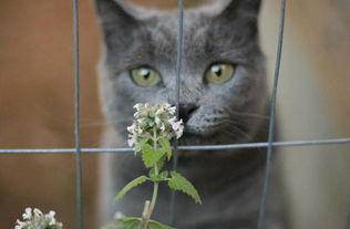 猫薄荷怎么用 猫薄荷怎么用在猫抓板