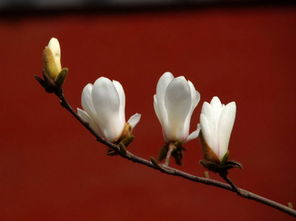 玉兰树最怕什么会死 玉兰为什么称为鬼花