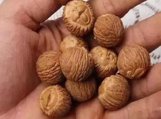 猴头是什么树的果实 猴头是桃核还是核桃