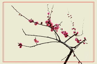 王安石梅花的诗句解释 梅花诗原文及解释