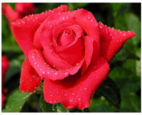 玫瑰到了花期算表白吗 玫瑰到了花期高情商回复