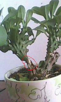 玉麒麟的扦插方法 麒麟掌的扦插视频