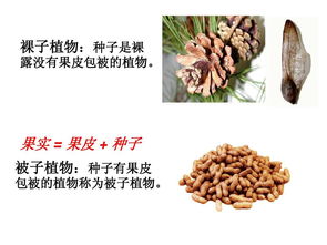 玉米是被子植物吗 被子和裸子植物的区别