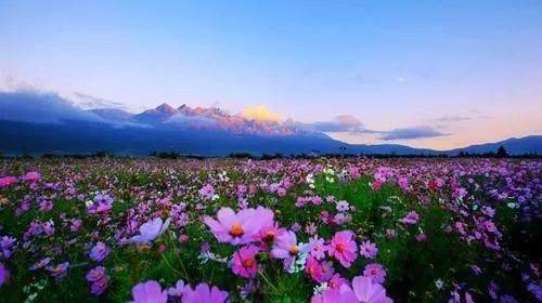 王琪《我是你的格桑花》 王琪格桑花歌曲原唱