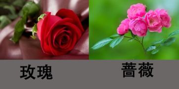 玫瑰和蔷薇是什么关系 玫瑰和蔷薇是一种花吗