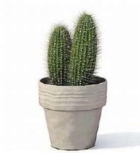 玉麒麟摆放的正确位置 玉麒麟植物放哪里最旺财