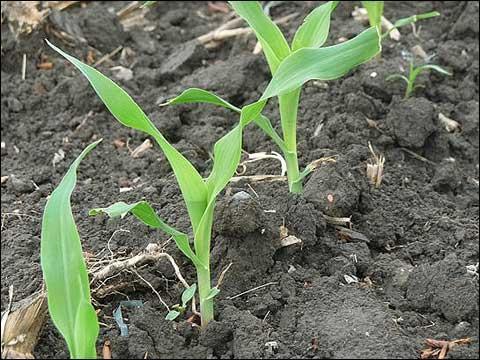 玉米的生长过程简介 玉米生长六个阶段图片