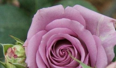 玫瑰到了花期下一句是什么 玫瑰到了花期是分手的意思吗