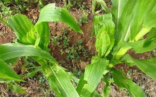 玉米钻心虫不打药行吗 玉米钻心虫不打可以吗