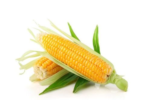 玉米热性还是凉性 玉米凉还是山药凉