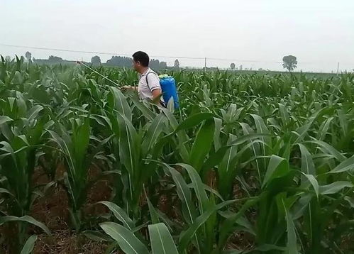 玉米接棒了追肥晚不晚 玉米结棒后可以追尿素吗