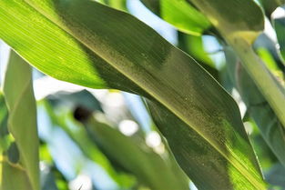 玉米红蜘蛛立秋后多久会死 玉米红蜘蛛打药最佳时间