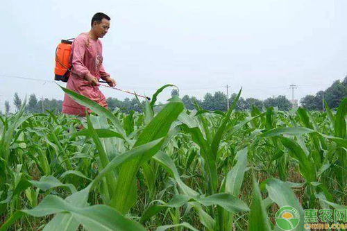 环磺酮除草剂说明书 环磺酮主要除什么草