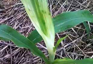 环磺酮除草剂的优缺点 环磺酮除草剂对大草效果好吗
