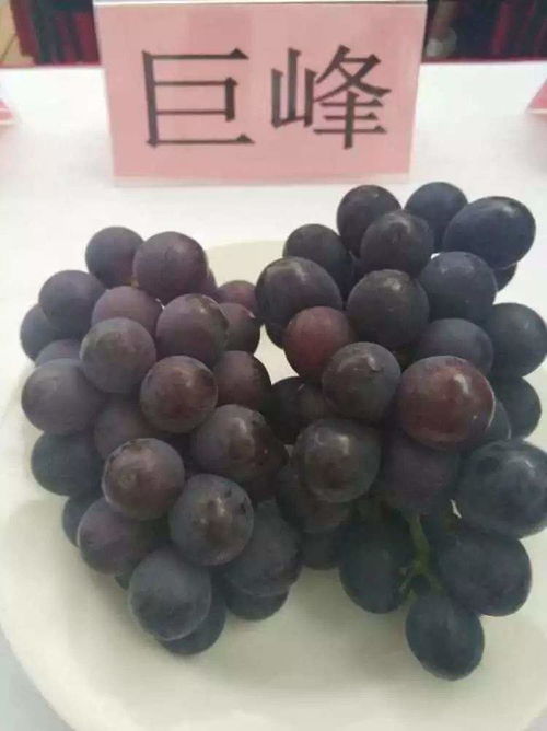 玫瑰香和巨峰的区别 巨峰好吃还是玫瑰香好吃