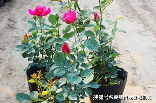 玫瑰长太高了怎么修剪 玫瑰长太高了怎么修剪视频