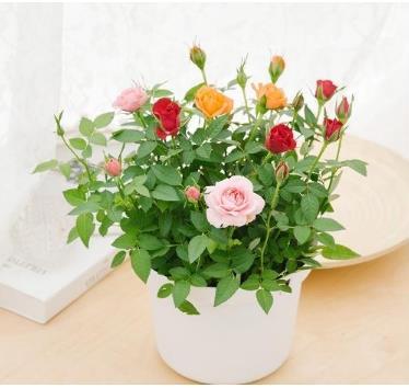 玫瑰花浇水多了会死吗 玫瑰花一年四季都开吗