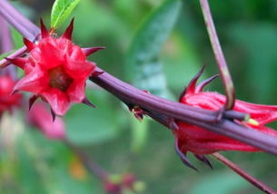 玫瑰花和玫瑰茄有什么区别 玫瑰花和什么一起泡可以祛斑