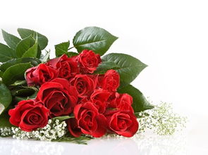 玫瑰花期多少天 花店一束玫瑰花大概多少钱