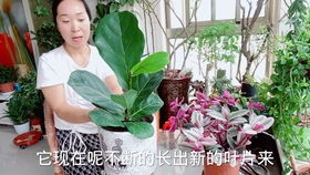 琴叶榕夏天怎么浇水 琴叶榕缺水的表现