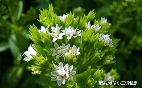 甜叶菊哪种人不能喝 甜菊叶可以天天喝吗