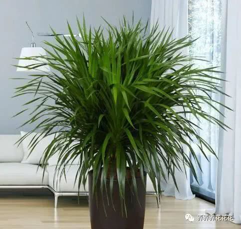 琴叶榕杆子太细多高打顶 如何让琴叶榕主干变粗