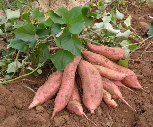 甘薯的别名叫什么 甘薯是地瓜的别称吗