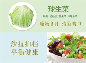球生菜和卷心菜的区别 圆生菜和包菜的区别图片
