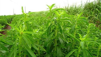 甜叶菊对人体的危害 甜叶菊为什么国家禁止