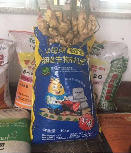 生姜施复合肥还是尿素好 生姜怎样施肥和管理