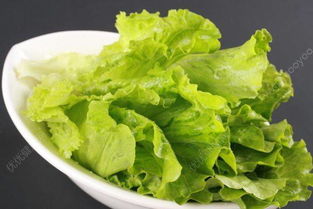 生菜洗了可以直接吃吗 生菜怎么洗才没有寄生虫