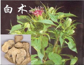 生花是什么中药 生花的中药别名