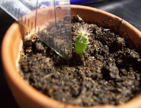 生根水能直接浇土里吗 生根水几天浇一次