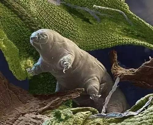 生命力最强的生物 地球最强生物第一名