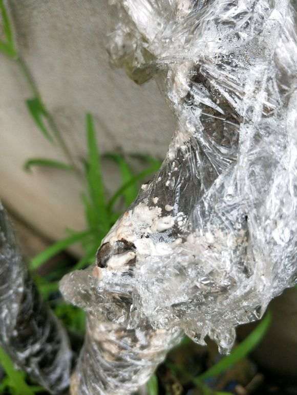 生桩怎么叫二次来芽 生桩回芽还能活吗