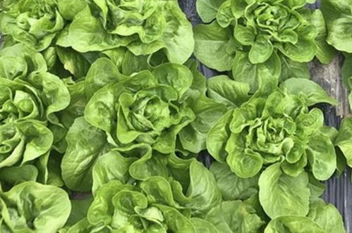生菜的种类9种 各种生菜图片