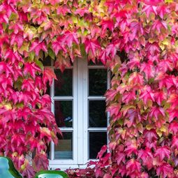生长速度最快的爬藤植物 最好的爬藤遮阴植物