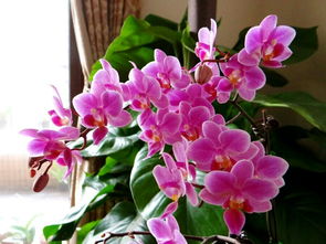 用土养活了蝴蝶兰 家里千万不能养蝴蝶兰花