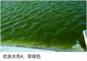 用绿藻水浇花的危害 水放久了变绿能浇花吗